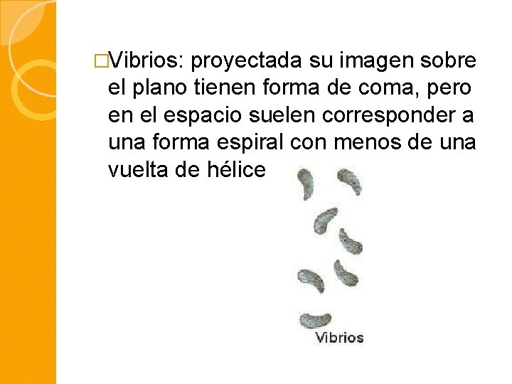 �Vibrios: proyectada su imagen sobre el plano tienen forma de coma, pero en el