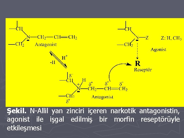 Şekil. N-Allil yan zinciri içeren narkotik antagonistin, agonist ile işgal edilmiş bir morfin reseptörüyle