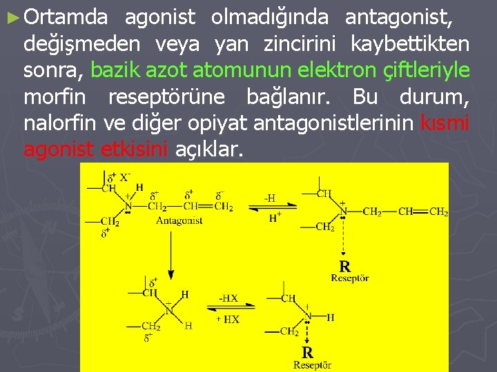 ► Ortamda agonist olmadığında antagonist, değişmeden veya yan zincirini kaybettikten sonra, bazik azot atomunun ► Ortamda agonist olmadığında antagonist, değişmeden veya yan zincirini kaybettikten sonra, bazik azot atomunun