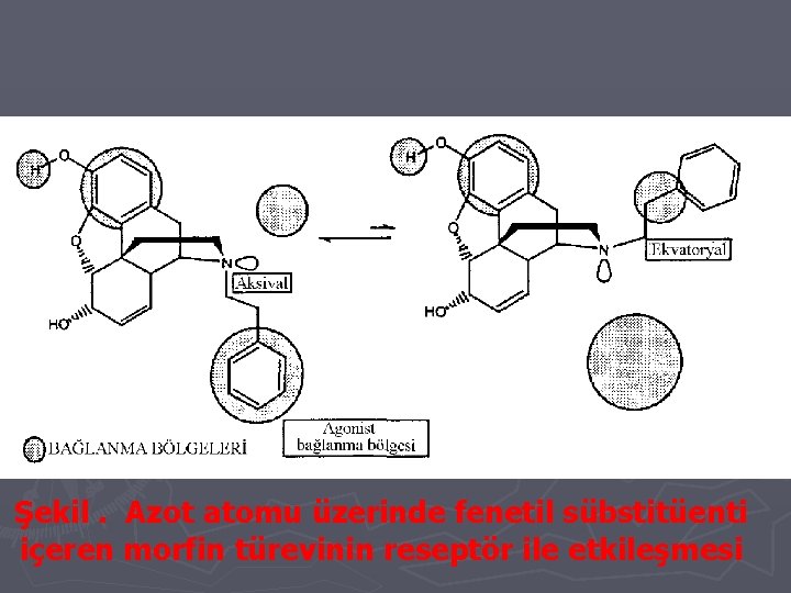 Şekil. Azot atomu üzerinde fenetil sübstitüenti içeren morfin türevinin reseptör ile etkileşmesi 