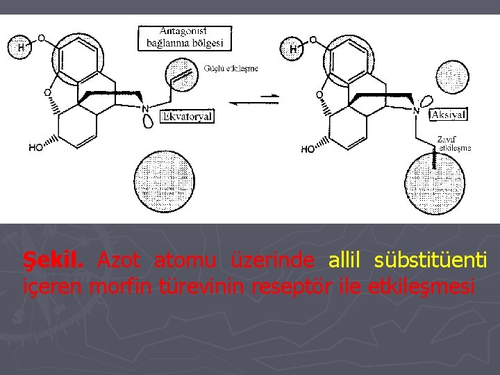 Şekil. Azot atomu üzerinde allil sübstitüenti içeren morfin türevinin reseptör ile etkileşmesi 