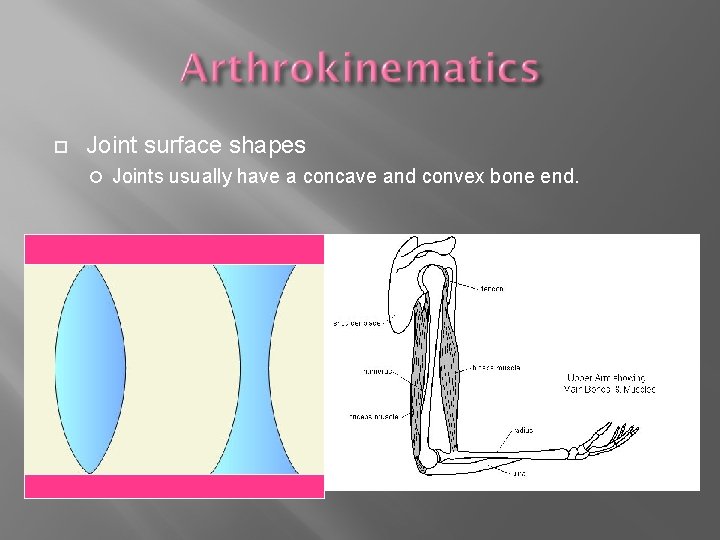  Joint surface shapes Joints usually have a concave and convex bone end. 