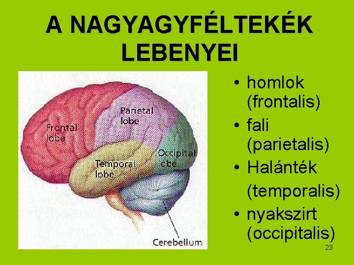 A NAGYAGYFÉLTEKÉK LEBENYEI • homlok (frontalis) • fali (parietalis) • Halánték (temporalis) • nyakszirt