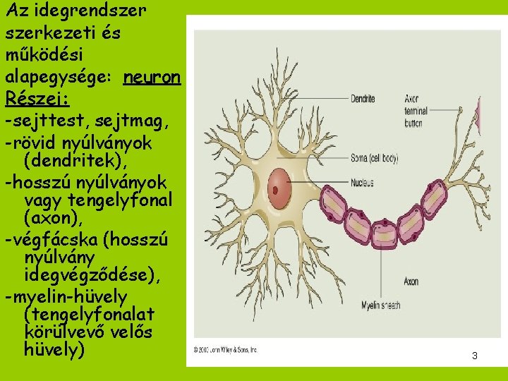 Az idegrendszerkezeti és működési alapegysége: neuron Részei: -sejttest, sejtmag, -rövid nyúlványok (dendritek), -hosszú nyúlványok