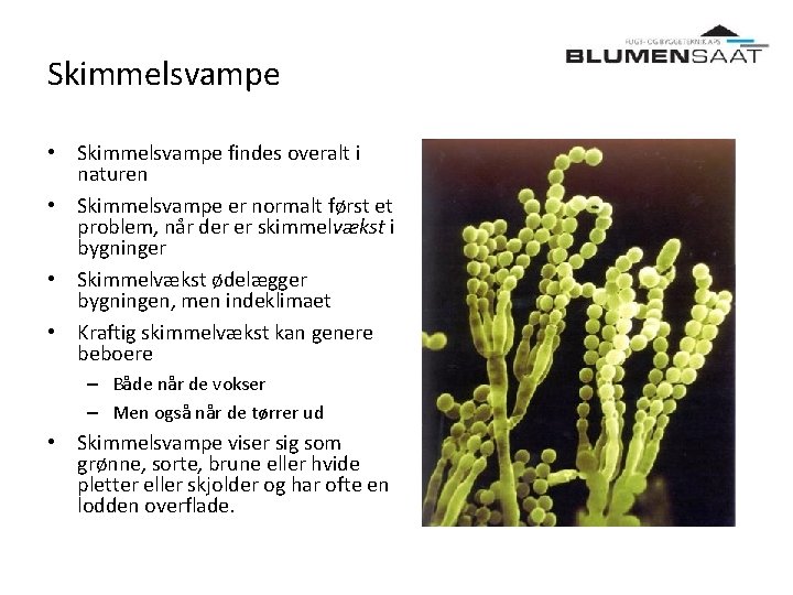 Skimmelsvampe • Skimmelsvampe findes overalt i naturen • Skimmelsvampe er normalt først et problem,