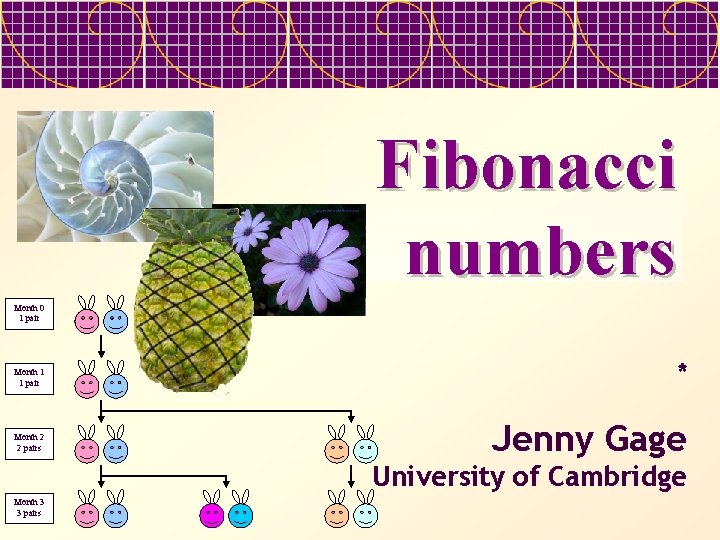 Fibonacci numbers Month 0 1 pair Month 1 1 pair Month 2 2 pairs