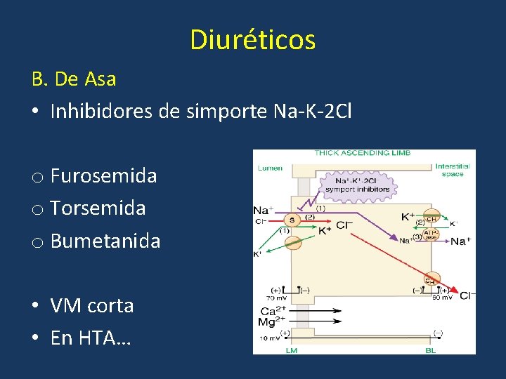 Diuréticos B. De Asa • Inhibidores de simporte Na-K-2 Cl o Furosemida o Torsemida