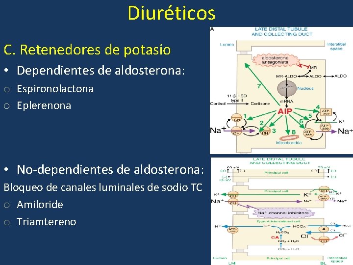 Diuréticos C. Retenedores de potasio • Dependientes de aldosterona: o Espironolactona o Eplerenona •