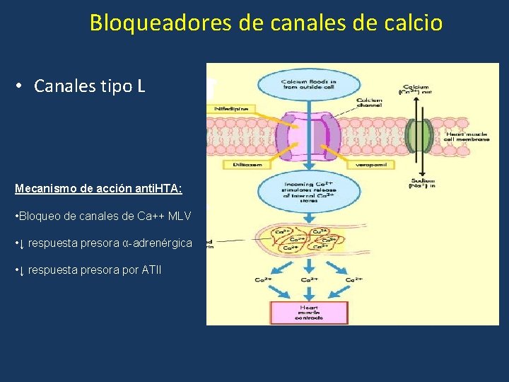 Bloqueadores de canales de calcio • Canales tipo L Mecanismo de acción anti. HTA: