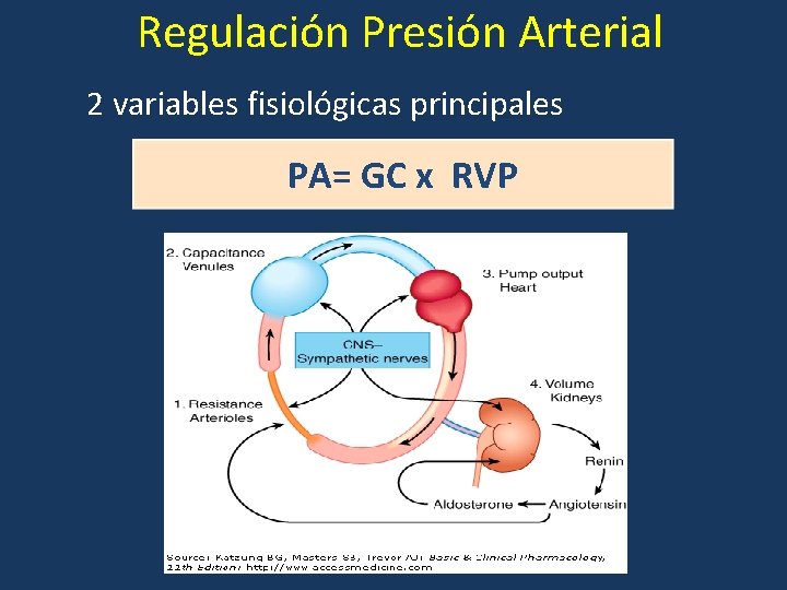 Regulación Presión Arterial 2 variables fisiológicas principales PA= GC x RVP 