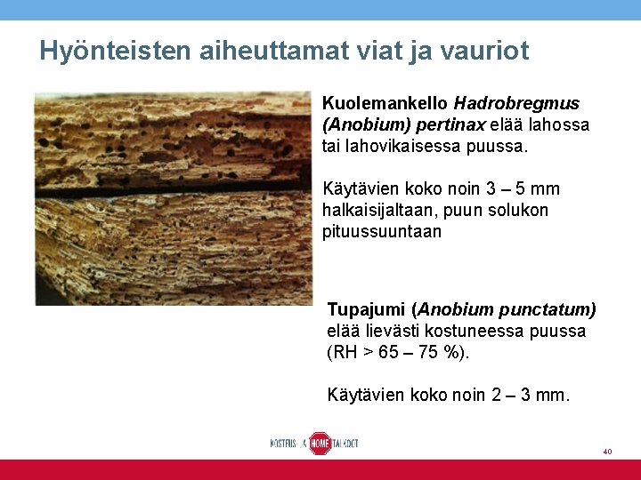 Hyönteisten aiheuttamat viat ja vauriot Kuolemankello Hadrobregmus (Anobium) pertinax elää lahossa tai lahovikaisessa puussa.