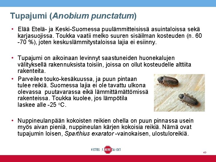 Tupajumi (Anobium punctatum) • Elää Etelä- ja Keski-Suomessa puulämmitteisissä asuintaloissa sekä karjasuojissa. Toukka vaatii