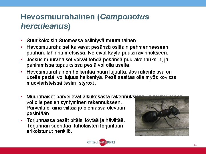 Hevosmuurahainen (Camponotus herculeanus) • Suurikokoisin Suomessa esiintyvä muurahainen • Hevosmuurahaiset kaivavat pesänsä osittain pehmenneeseen