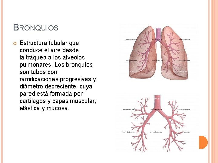 BRONQUIOS Estructura tubular que conduce el aire desde la tráquea a los alveolos pulmonares.