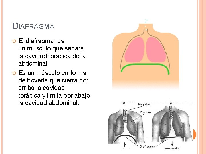 DIAFRAGMA El diafragma es un músculo que separa la cavidad torácica de la abdominal