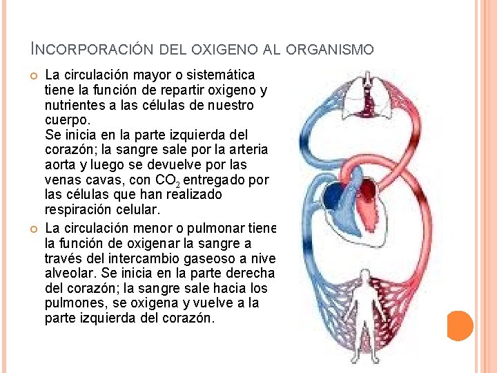 INCORPORACIÓN DEL OXIGENO AL ORGANISMO La circulación mayor o sistemática tiene la función de