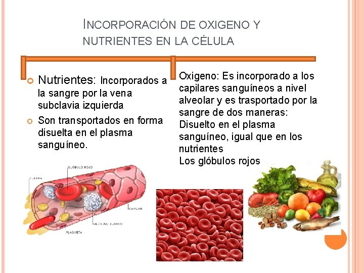 INCORPORACIÓN DE OXIGENO Y NUTRIENTES EN LA CÉLULA Nutrientes: Incorporados a Oxigeno: Es incorporado