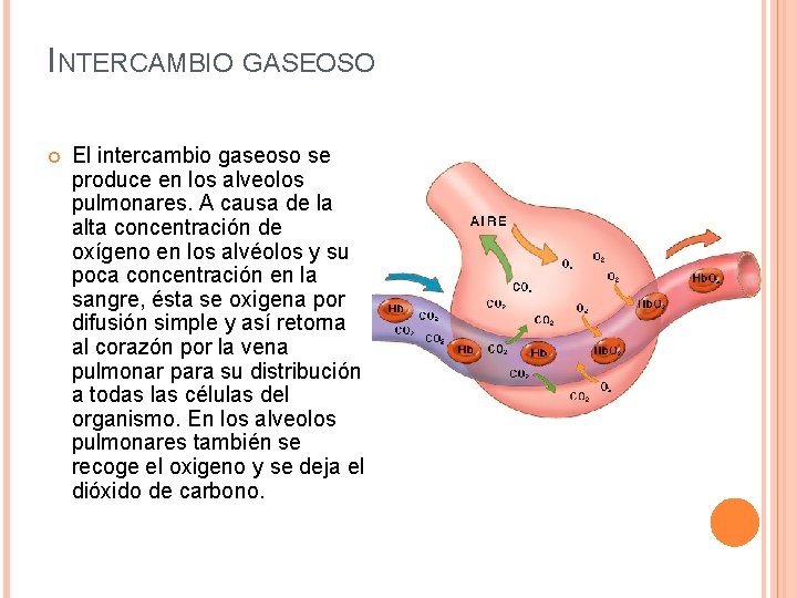 INTERCAMBIO GASEOSO El intercambio gaseoso se produce en los alveolos pulmonares. A causa de