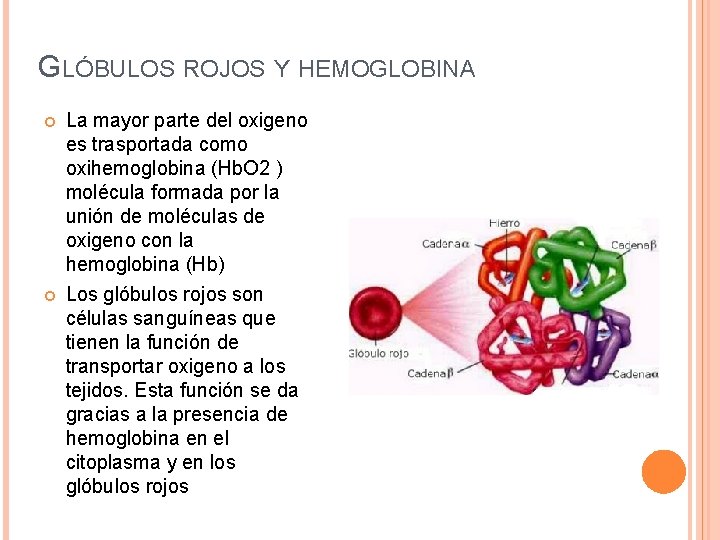 GLÓBULOS ROJOS Y HEMOGLOBINA La mayor parte del oxigeno es trasportada como oxihemoglobina (Hb.