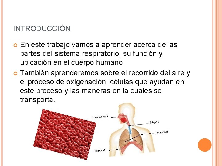 INTRODUCCIÓN En este trabajo vamos a aprender acerca de las partes del sistema respiratorio,
