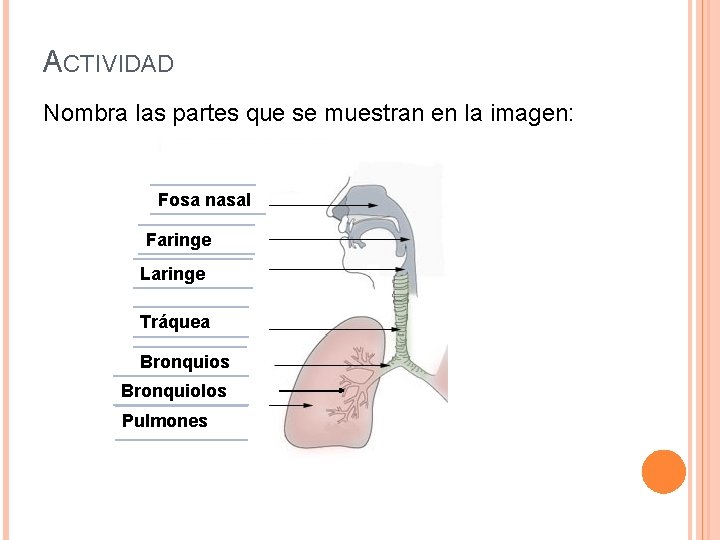 ACTIVIDAD Nombra las partes que se muestran en la imagen: Fosa nasal Faringe Laringe