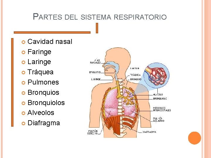 PARTES DEL SISTEMA RESPIRATORIO Cavidad nasal Faringe Laringe Tráquea Pulmones Bronquiolos Alveolos Diafragma 