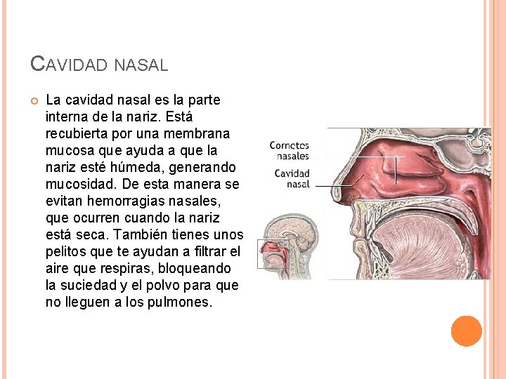 CAVIDAD NASAL La cavidad nasal es la parte interna de la nariz. Está recubierta