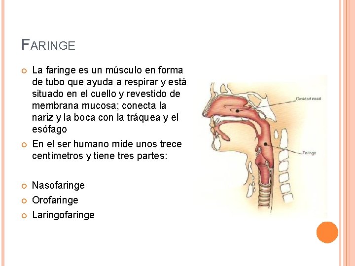 FARINGE La faringe es un músculo en forma de tubo que ayuda a respirar