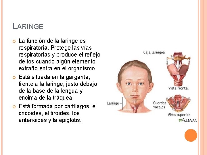 LARINGE La función de la laringe es respiratoria. Protege las vías respiratorias y produce