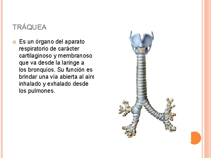 TRÁQUEA Es un órgano del aparato respiratorio de carácter cartilaginoso y membranoso que va