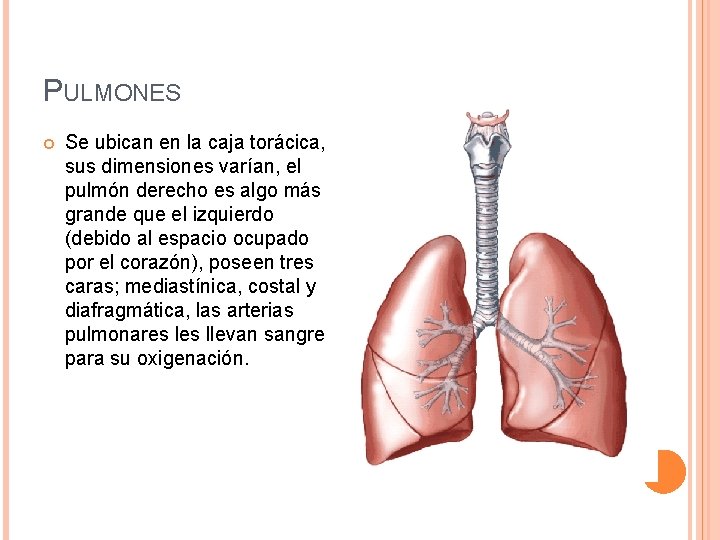 PULMONES Se ubican en la caja torácica, sus dimensiones varían, el pulmón derecho es