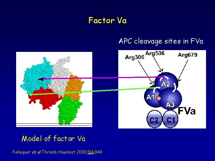Factor Va APC cleavage sites in FVa Model of factor Va Pellequer et al Factor Va APC cleavage sites in FVa Model of factor Va Pellequer et al