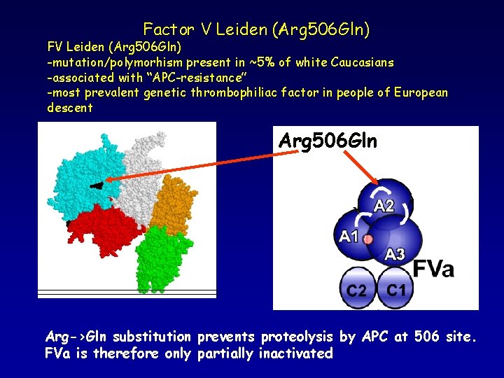 Factor V Leiden (Arg 506 Gln) FV Leiden (Arg 506 Gln) -mutation/polymorhism present in Factor V Leiden (Arg 506 Gln) FV Leiden (Arg 506 Gln) -mutation/polymorhism present in