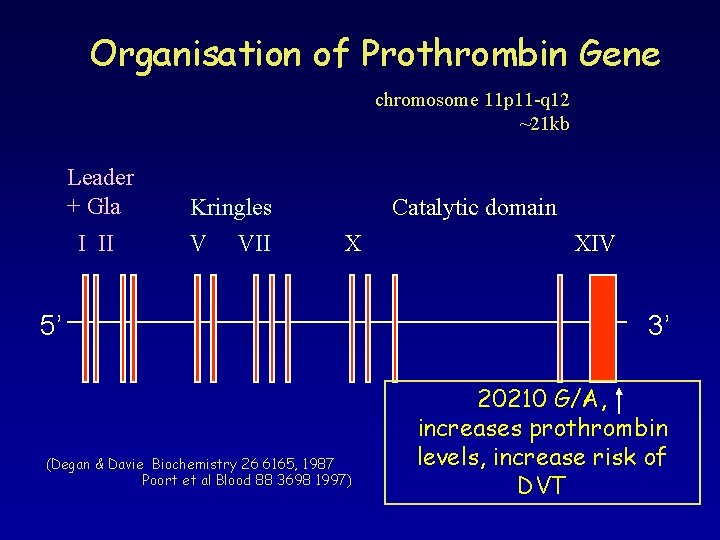 Organisation of Prothrombin Gene chromosome 11 p 11 -q 12 ~21 kb Leader + Organisation of Prothrombin Gene chromosome 11 p 11 -q 12 ~21 kb Leader +