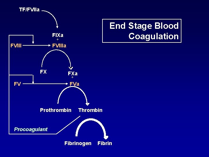 TF/FVIIa End Stage Blood Coagulation FIXa + FVIIIa FX FXa + FV FVa Prothrombin TF/FVIIa End Stage Blood Coagulation FIXa + FVIIIa FX FXa + FV FVa Prothrombin