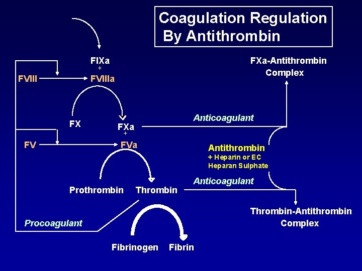 Coagulation Regulation By Antithrombin FIXa FXa-Antithrombin Complex + FVIIIa FX Anticoagulant FXa + FV Coagulation Regulation By Antithrombin FIXa FXa-Antithrombin Complex + FVIIIa FX Anticoagulant FXa + FV