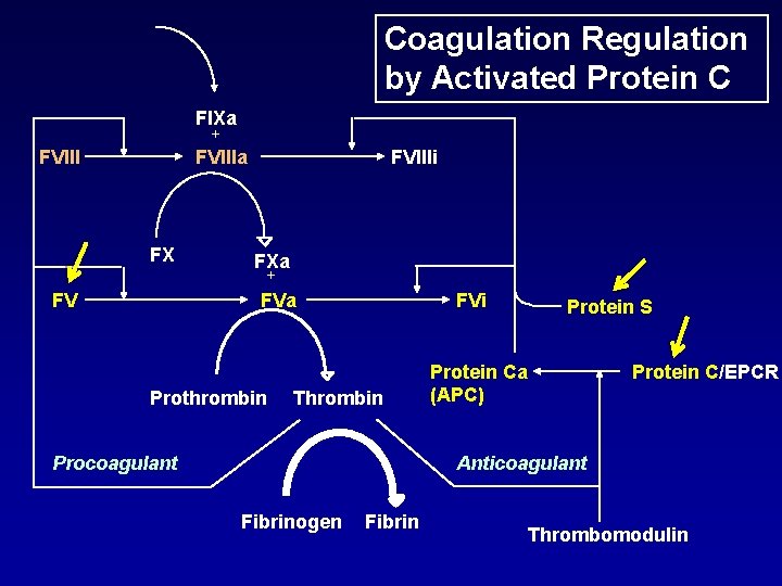 Coagulation Regulation by Activated Protein C FIXa + FVIIIa FX FVIIIi FXa + FV Coagulation Regulation by Activated Protein C FIXa + FVIIIa FX FVIIIi FXa + FV