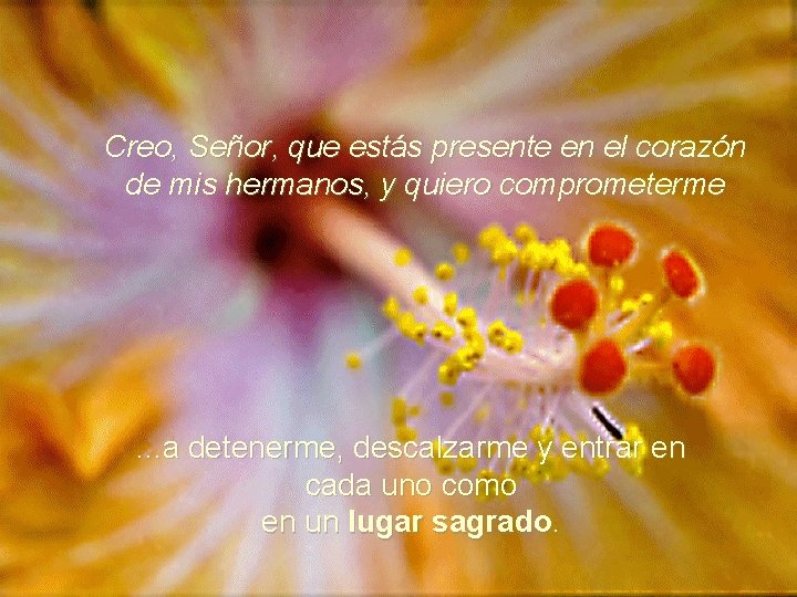 Creo, Señor, que estás presente en el corazón de mis hermanos, y quiero comprometerme