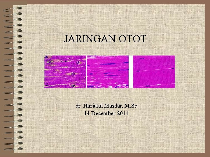 JARINGAN OTOT dr. Huriatul Masdar, M. Sc 14 December 2011 JARINGAN OTOT dr. Huriatul Masdar, M. Sc 14 December 2011
