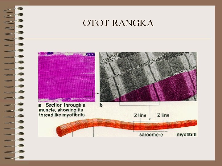 OTOT RANGKA OTOT RANGKA