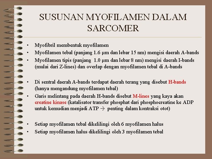 SUSUNAN MYOFILAMEN DALAM SARCOMER • • • Myofibril membentuk myofilamen Myofilamen tebal (panjang 1. SUSUNAN MYOFILAMEN DALAM SARCOMER • • • Myofibril membentuk myofilamen Myofilamen tebal (panjang 1.