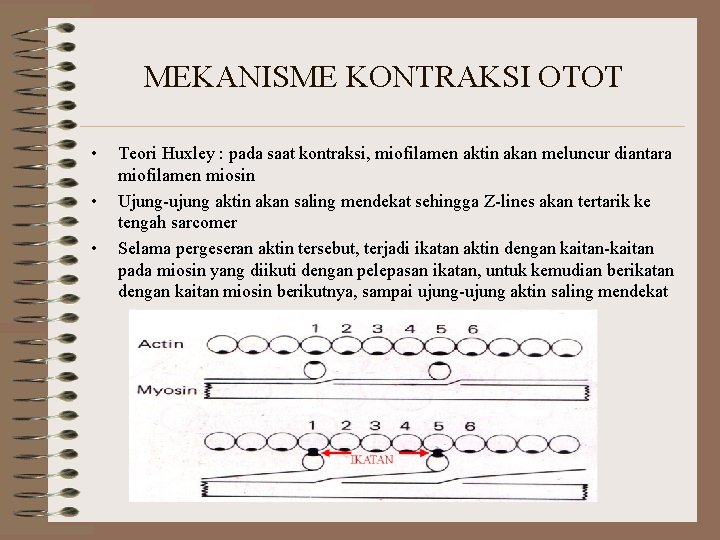 MEKANISME KONTRAKSI OTOT • • • Teori Huxley : pada saat kontraksi, miofilamen aktin MEKANISME KONTRAKSI OTOT • • • Teori Huxley : pada saat kontraksi, miofilamen aktin