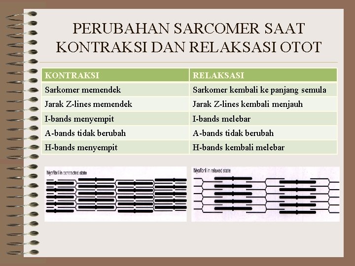 PERUBAHAN SARCOMER SAAT KONTRAKSI DAN RELAKSASI OTOT KONTRAKSI RELAKSASI Sarkomer memendek Sarkomer kembali ke PERUBAHAN SARCOMER SAAT KONTRAKSI DAN RELAKSASI OTOT KONTRAKSI RELAKSASI Sarkomer memendek Sarkomer kembali ke