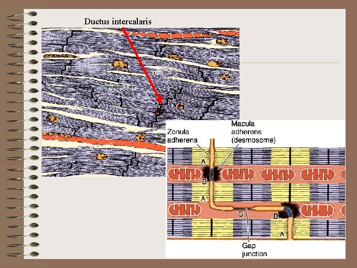 Ductus intercalaris Ductus intercalaris