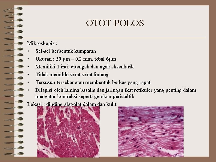 OTOT POLOS Mikroskopis : • Sel-sel berbentuk kumparan • Ukuran : 20 μm – OTOT POLOS Mikroskopis : • Sel-sel berbentuk kumparan • Ukuran : 20 μm –