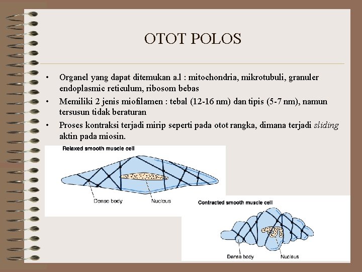 OTOT POLOS • • • Organel yang dapat ditemukan a. l : mitochondria, mikrotubuli, OTOT POLOS • • • Organel yang dapat ditemukan a. l : mitochondria, mikrotubuli,