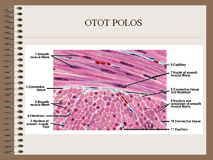 OTOT POLOS OTOT POLOS
