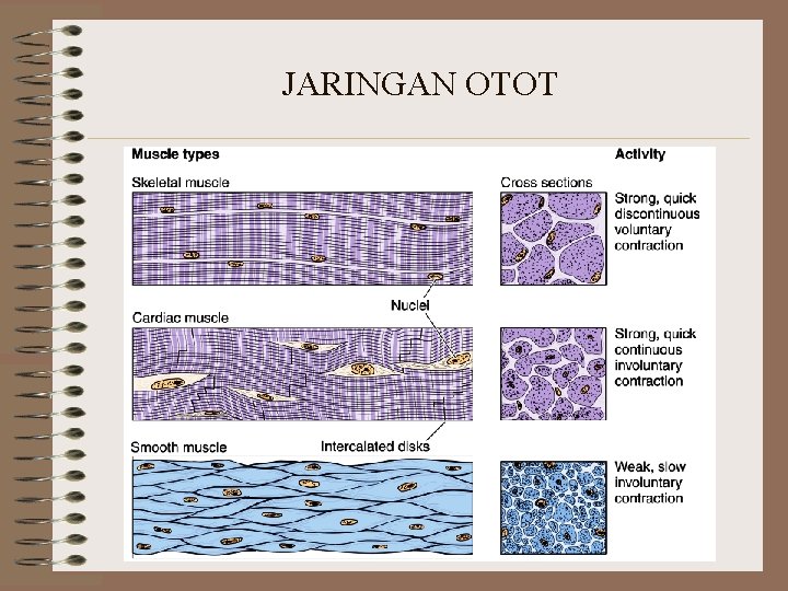 JARINGAN OTOT JARINGAN OTOT