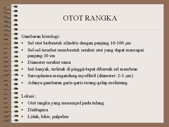 OTOT RANGKA Gambaran histologi: • Sel otot berbentuk silindris dengan panjang 10 -100 μm OTOT RANGKA Gambaran histologi: • Sel otot berbentuk silindris dengan panjang 10 -100 μm