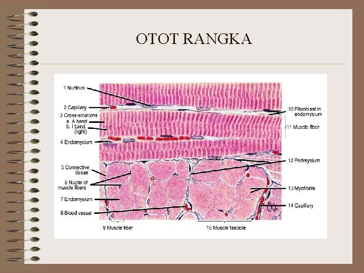 OTOT RANGKA OTOT RANGKA